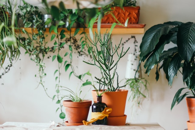 How the aerium Works in Conjunction With Your Houseplants