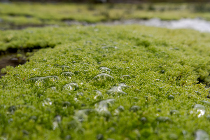 The Benefits of Algae as a Fertilizer