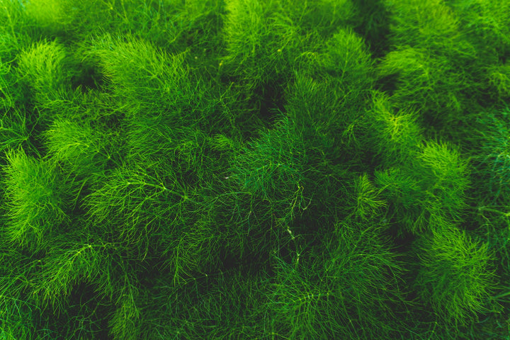 Living Technology: Understanding How Algae Powers the aerium