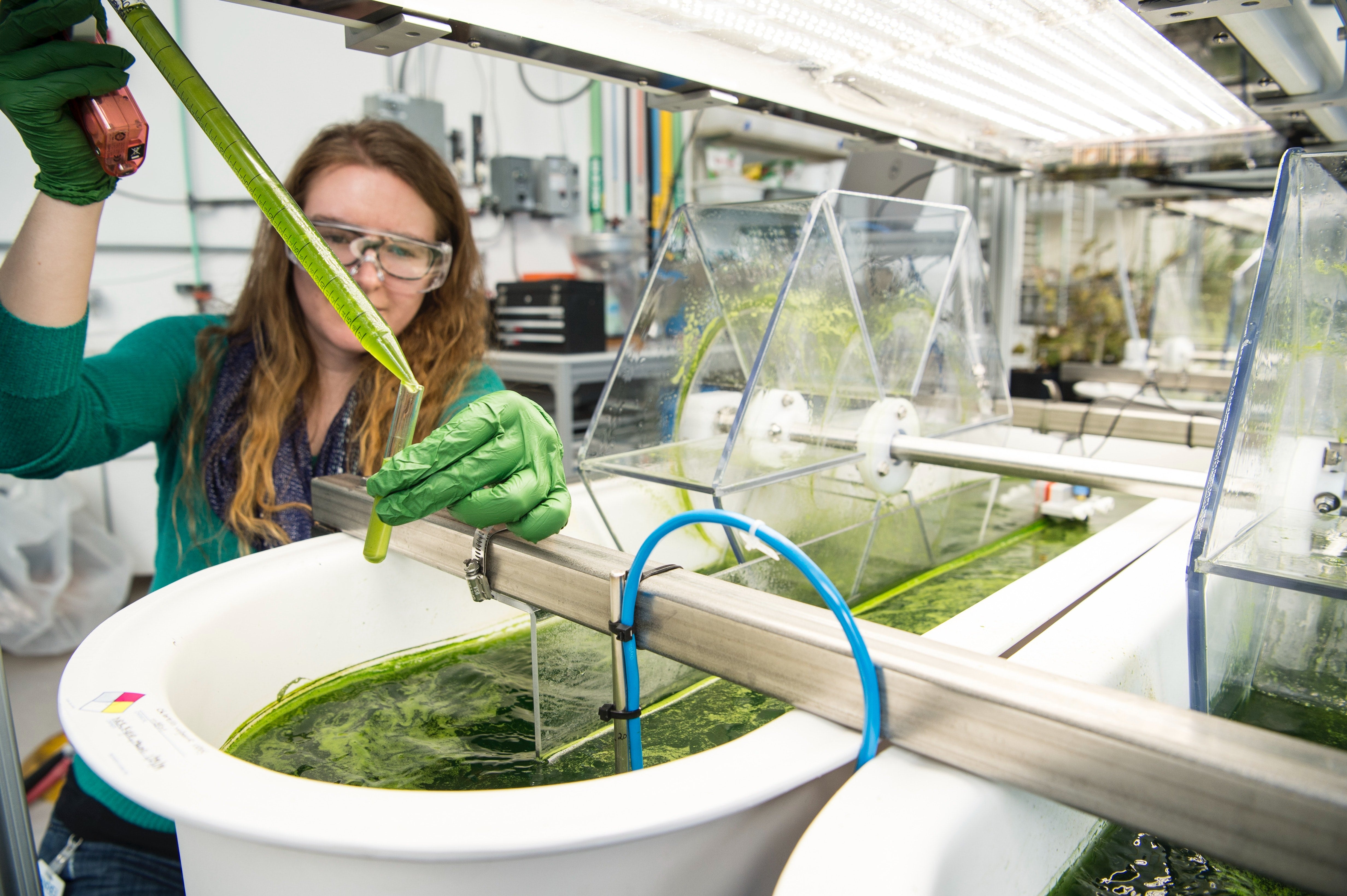 6 Reasons to Grow Your Own Algae (and How) – AlgenAir