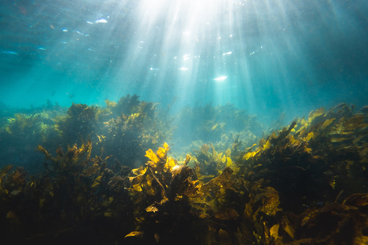 Algae as Engineers: How Indoor Ecosystems Transform Environments
